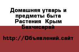 Домашняя утварь и предметы быта Растения. Крым,Бахчисарай